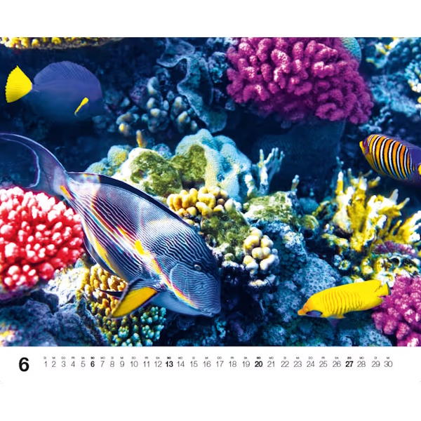 Dive 2027 - DK Kalender