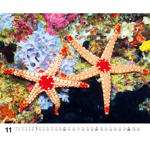 Dive 2027 - DK Kalender