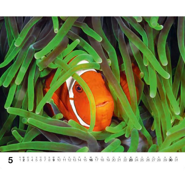Dive 2027 - DK Kalender